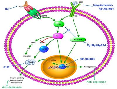 Effects of Ginseng on Neurological Disorders